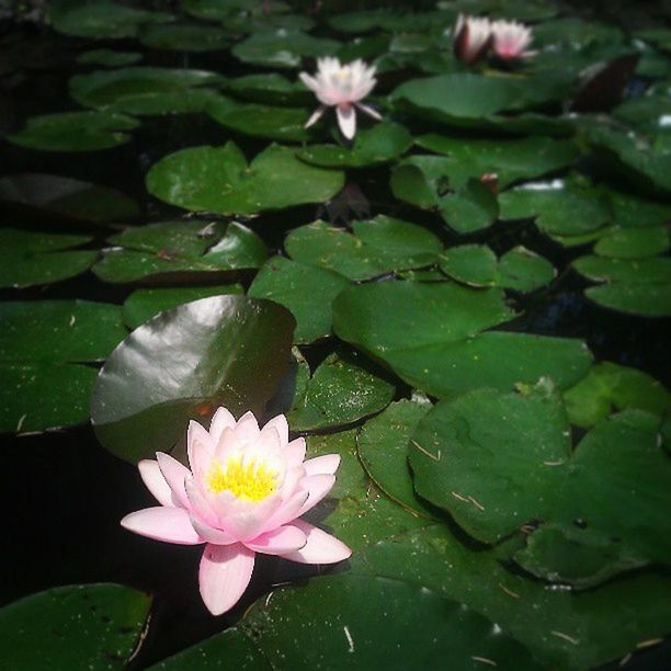 flower, water lily, petal, freshness, water, fragility, leaf, pond, floating on water, lotus water lily, growth, flower head, beauty in nature, high angle view, nature, plant, blooming, green color, lake, white color