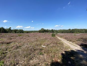 Scenic view of field against blue sky