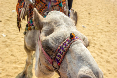 High angle view of a decorated camel in the sahara desert 