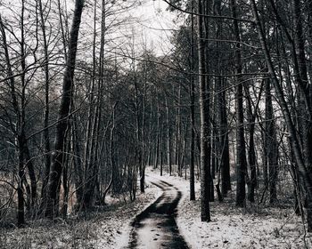 Road passing through forest