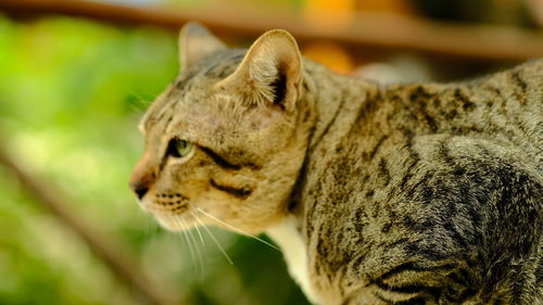 Close-up of a cat looking away