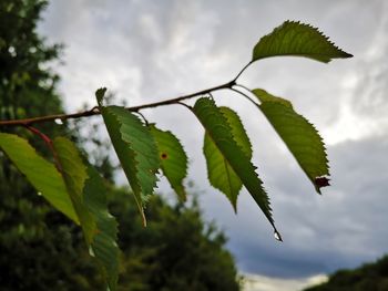 Close-up of leaves on plant against sky