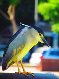 Close-up of bird perching