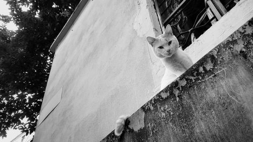 Low angle view of cat sitting on retaining wall against house