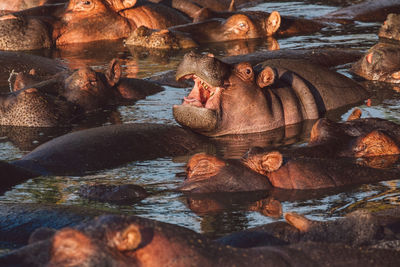 Group of hippopotamus with cub in water