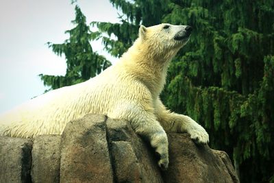 Polar bear resting on rocks against trees