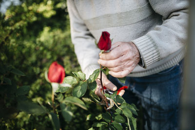 Senior man cutting rose in the garden, close-up