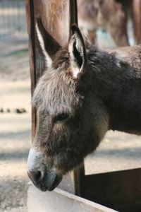 Close-up of a horse