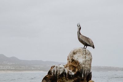 Seagull perching on rock by sea against sky