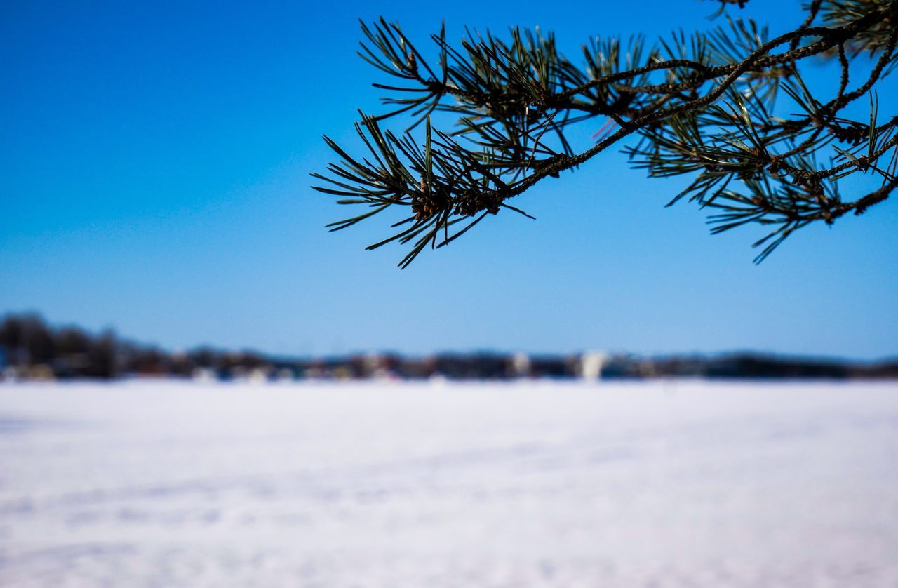 FROZEN PLANTS AGAINST CLEAR BLUE SKY