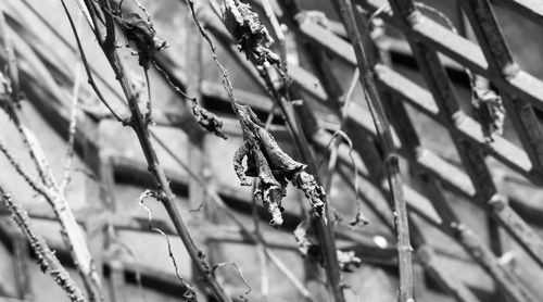 Close-up of a plant