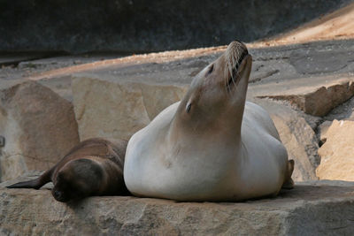 Sea lions resting on rock