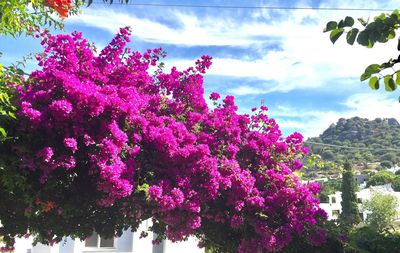 Low angle view of pink flower tree against sky