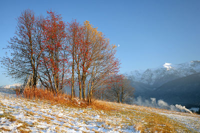 Trees on snow covered landscape against clear sky