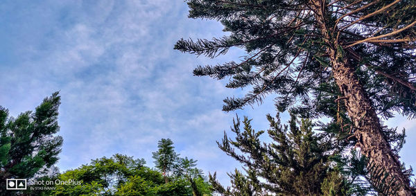 Low angle view of pine trees against sky