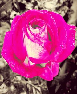 Close-up of pink flower blooming outdoors