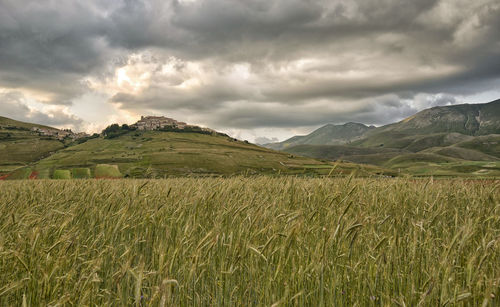 Scenic view of agricultural field against sky