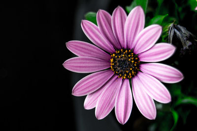 Close-up of pink flower blooming outdoors