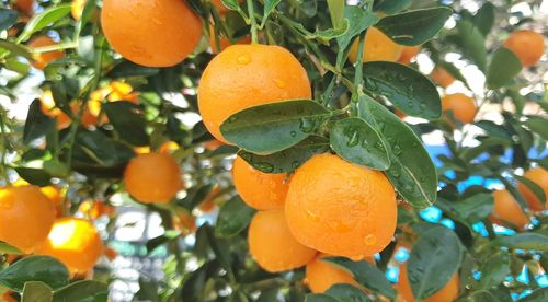 Orange fruits on tree