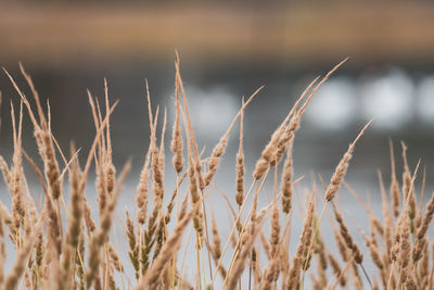 Close-up of wheat growing on field