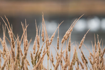 Close-up of wheat growing on field