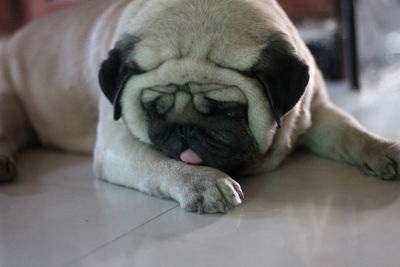 Close-up of dog sleeping