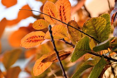 Close-up of autumnal leaves against blurred background