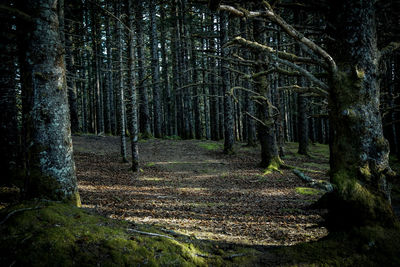 Trees in forest