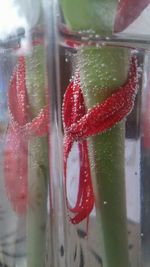 Close-up of raindrops on plant