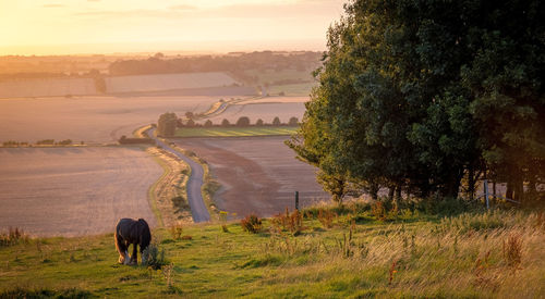 View of a horse on field