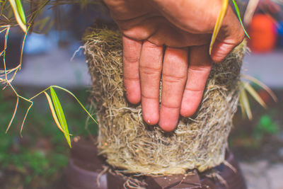 Man holding tree roots in hand