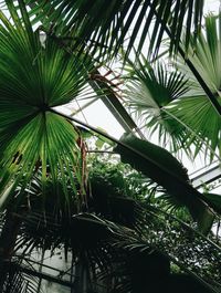 Low angle view of palm tree