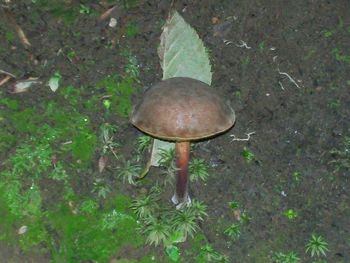 Close-up of mushroom on grass