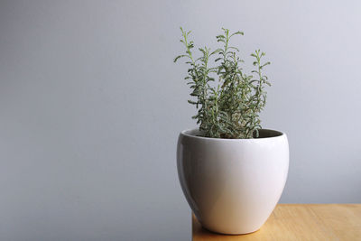 Potted plant against white background