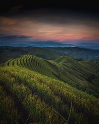 Scenic view of rice field against sky during sunset