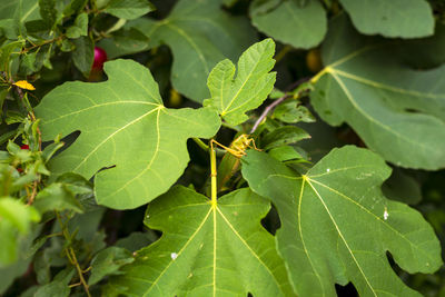 High angle view of insect on leaves