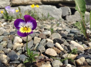 Close-up of purple flower amidst gravel