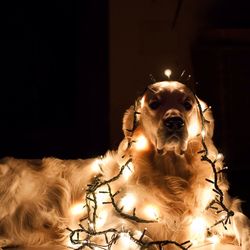 Portrait of golden retriever with illuminated string lights in darkroom