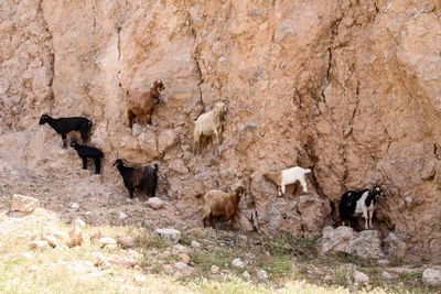 Flock of goat in a sunlight