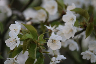 Close-up of white flowering plant