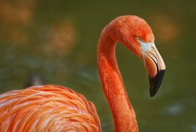 Close-up of orange bird