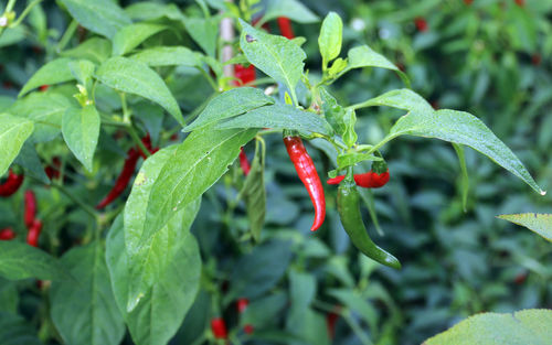 Close-up of red chili peppers plant