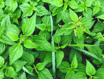 Full frame shot of green leaves