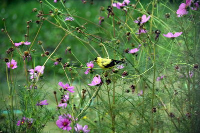 Close-up of insect on pink flowering plants