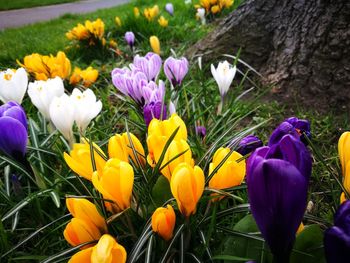 Close-up of purple crocus blooming outdoors