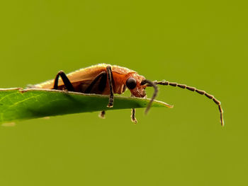 Close-up of insect on leaf