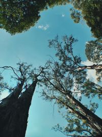 Low angle view of tree against sky