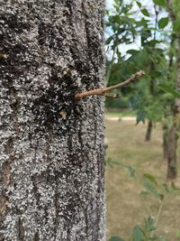 Close-up of tree trunk