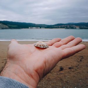 Close-up of hand holding crab on beach