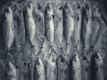 Panoramic shot of fish for sale in market